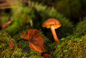 Moose, Bäume, Pilze… Die Artenvielfalt ist ein Aspekt der Biodiversität in Wäldern. Foto: Pixabay/adege
