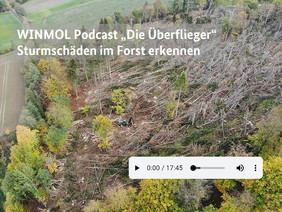 Das Projekt WINMOL widmet sich in einem dreiteiligen Podcast dem Thema Sturmschäden im Wald. Bild: FNR/Benedikt Wilhelm