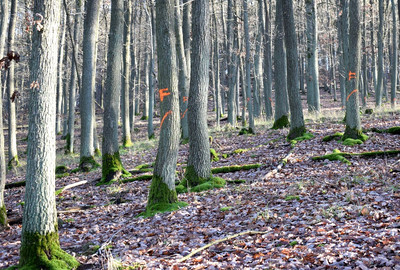 Eichenschwachholzbestand im Pfälzer Wald als Ausgangsmaterial Quelle: Hochschule Trier 