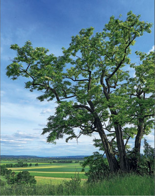 Die Robinie wurde zum Baum des Jahres 2020 ausgerufen. Rund 350 Jahre ist das Gewächs aus Amerika auch in Deutschland verbreitet. Foto: A. Roloff / Dr. Silvius Wodarz Stiftung Baum des Jahres; www.baum-des-jahres.de