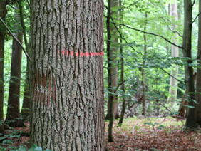 Markierte Eiche im Mischwald (Bild: Siria Wildermann)