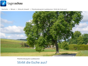 Tagesschau.de berichtet über die Folgen des Eschentriebsterbens und die Arbeiten im Projekt FraxForFuture. Quelle: Screenshot tagesschau.de 