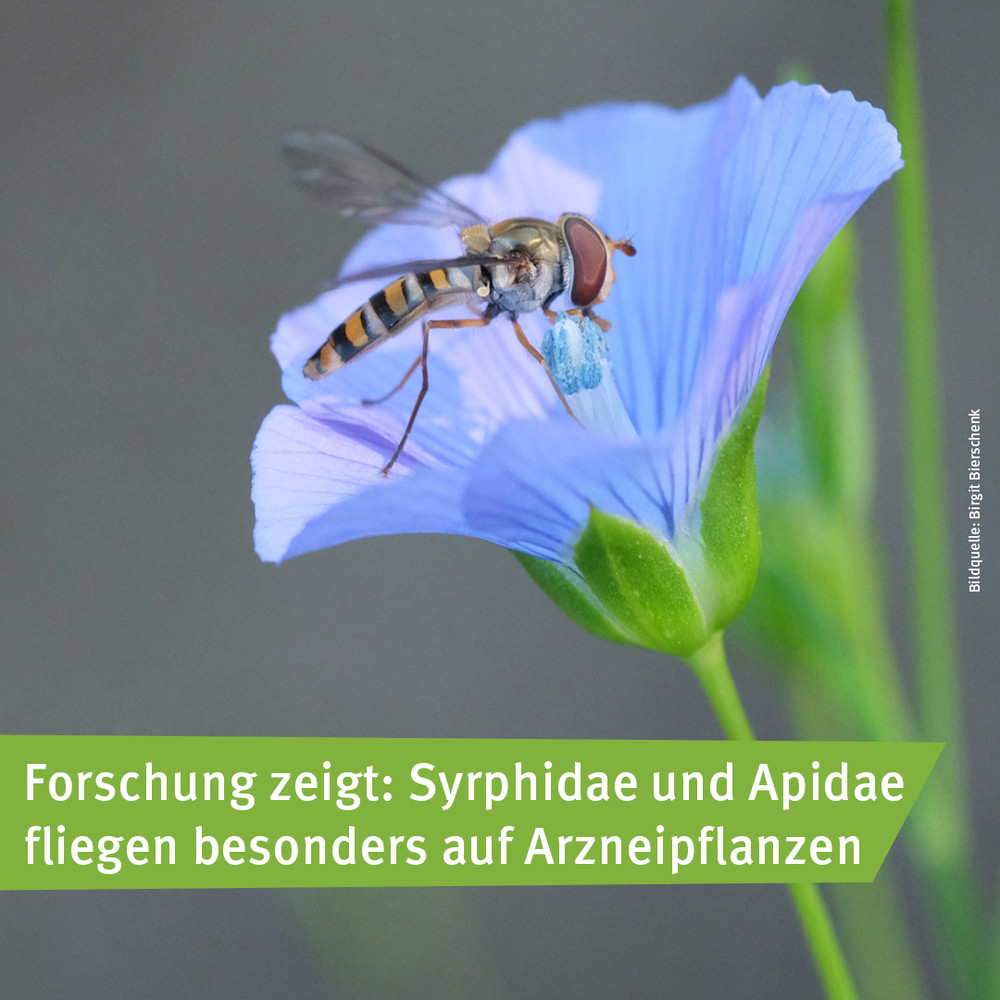 Leinblüte mit Schwebfliege. Foto: Birgit Bierschenk