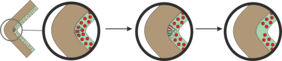 Prinzip der Selbstheilung nach Rissbildung: Mikrokapseln (rote Kreise) brechen auf, wenn die Barriereschicht (grün) verletzt wird und entlassen die „Heilungskomponenten“, die wiederum die Risse verschließen. 
Bild: Fraunhofer IAP