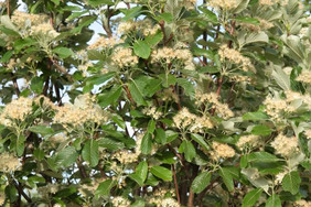 Weiß und wohlriechend: Die in Dolden hängenden Blüten locken von Mai bis Juni zahlreiche Insekten an. Foto: stock.adobe.com/ LFRabanedo