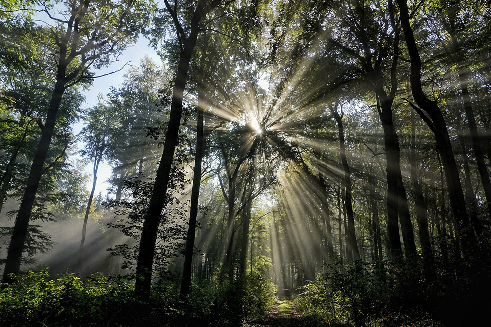 Die stoffliche und energetische Nutzung von Holz aus nachhaltiger Forstwirtschaft ist ein Beitrag zum Klimaschutz. In Deutschland stellen Strategien zur nachhaltigen Waldbewirtschaftung sicher, dass der Wald nicht übernutzt wird. Foto: Nina Schütte