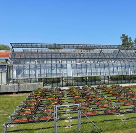 Balkonkostenanlage mit torfreduzierten und torffreien Blumenerden im Sommer 2022; im Hintergrund die Gewächshausanlage H8 (Quelle: HSWT-IGB)
