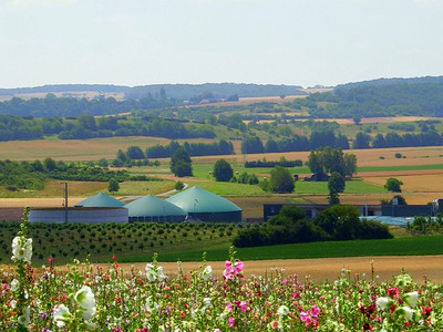 Blühpflanzen mit Biogasanlage im Hintergrund, Copyright: Matthias Horbelt