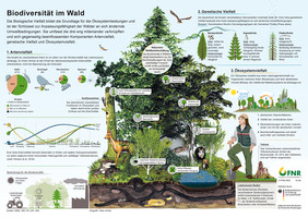 Die biologische Vielfalt im Wald auf allen Ebenen – genetische Vielfalt, Artenreichtum und Ökosystemvielfalt. Grafik: Helen Gruber