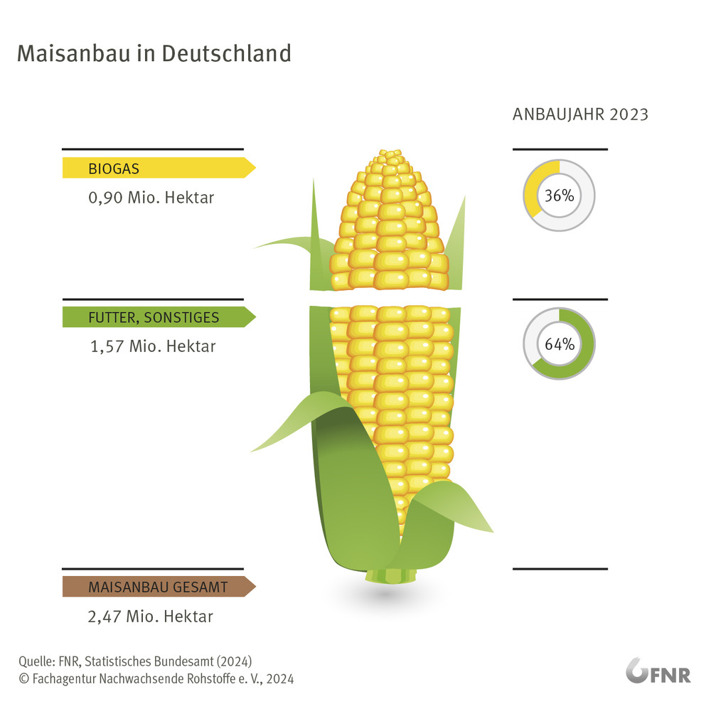 Maisanbau in Deutschland