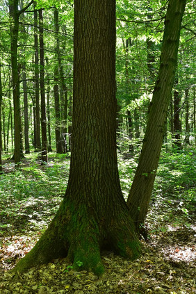 Eiche und Hainbuche sind die prägenden Baumarten dieses Legensraumtyps. Mit dem Projekt SiZuRi soll im Hessischen Ried die temporäre Oberflächenzuwässerung getestet und ein Eichenwald gerettet werden. Quelle: NW-FVA
