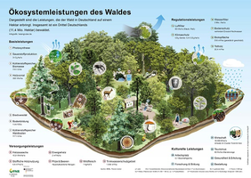 Der Wald als Dienstleister: Die Grafik stellt die Erwartungen der Gesellschaft an den Wald und die nachhaltige Waldbewirtschaftung dar. Grafik: FNR 2020
