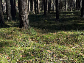 Moospolster in Kiefern- und Fichtenwäldern können wie ein Schwamm das Regenwasser aufnehmen. Foto: Maik Veste