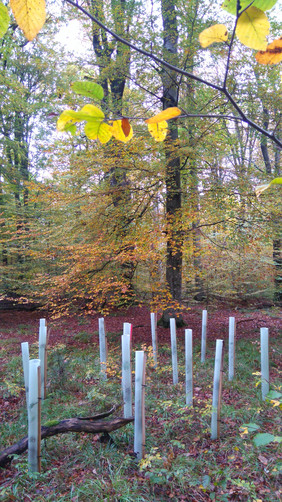 Bei verbisssensiblen Baumarten setzen Waldbesitzende auch innerhalb von Beständen auf Wuchshüllen. Foto: S. Hein