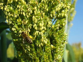 Biene beim Blütenbesuch von Sorghum. Foto: Steffen Windpassing