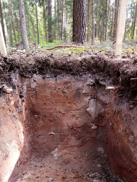 Beispiel eines Bodenprofils: podsolierte Braunerde (Sandsteinkeuper)  Quelle: Wendelin Weis