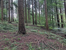 Die Beimischung von Douglasien in Buchenwälder führt zu Veränderungen der Artenzusammensetzung und -vielfalt in der Bodenvegetation. Foto: Lukas Bärmann, Universität Freiburg