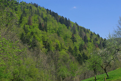 Trockenschäden im Bergmischwald mit Buche, Tanne und Fichte im Südschwarzwald. Foto: Jürgen Bauhus
