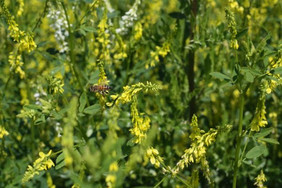 Die Pflanze ist ein sehr guter Pollen- und Nektarspender für ca. 30 Wildbienenarten und Honigbienen. Bild: LFA/J. Schneider