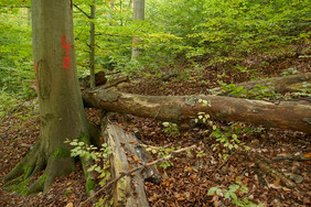 Liegendes Totholz ist eine häufige Unfallquelle bei Waldarbeiten, weil es zum Stolpern und Stürzen führen kann. Foto: LWF/ Christian Winter