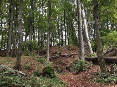 Buchenverjüngung in der Eifel. In manchen Regionen wird die in Mitteleuropa potenziell dominierende Baumart durch den Klimawandel und erhöhte Stickstoffeinträge an ihre Grenzen gelangen. Foto: S. Wildermann