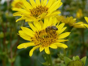 Im Detail zeigt sich, dass Silphiebestände neben positiven Effekten für Bienen und weiteren Bestäubern, wie Hummeln und Schwebfliegen, auch die Aktivitäten von Regenwürmern und anderen Bodenlebewesen begünstigen. Bildquelle: FNR