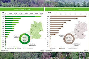 Das BMEL legt neue Waldschadenzahlen vor. Vorschaubild FNR/Freese